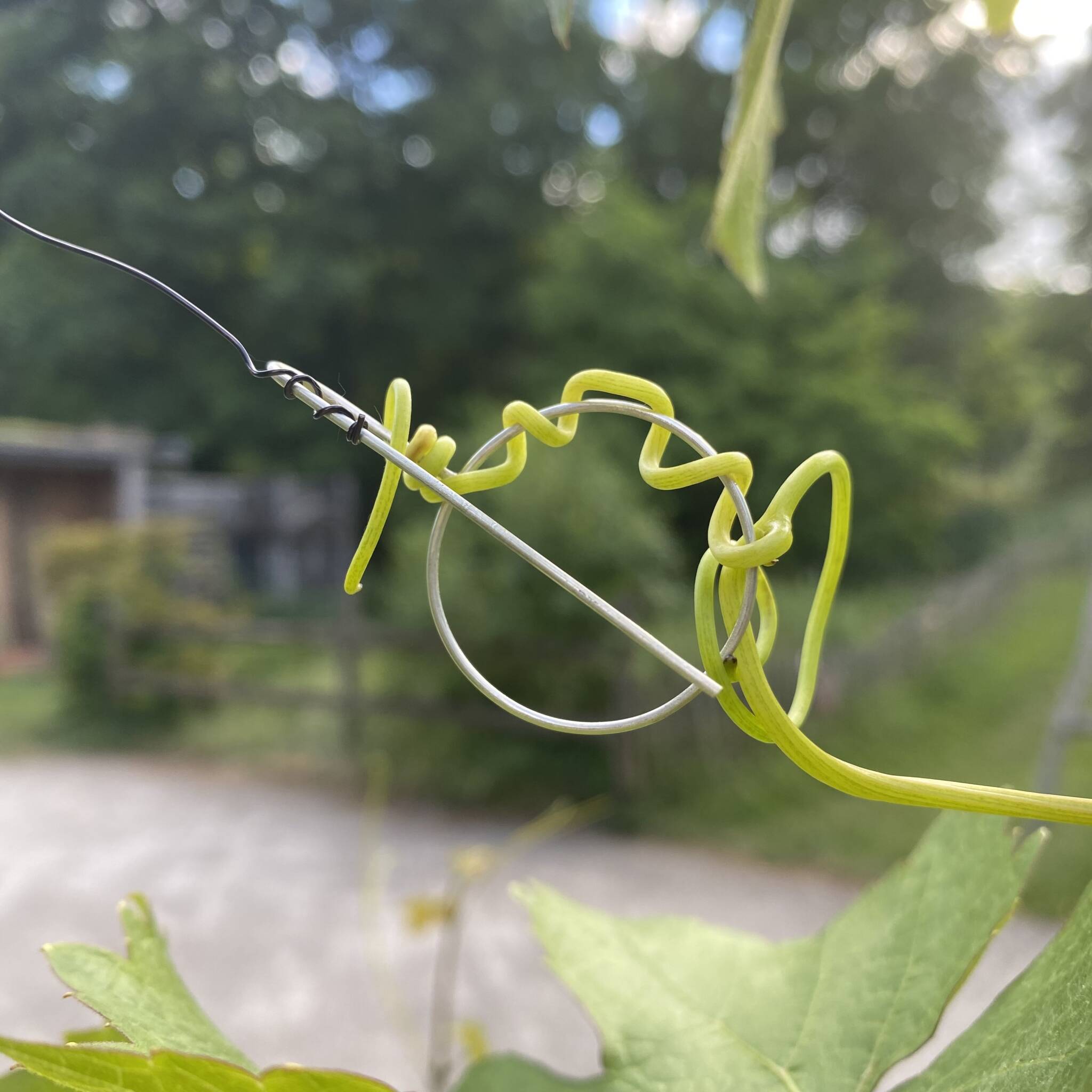 Les vrilles - Image 10