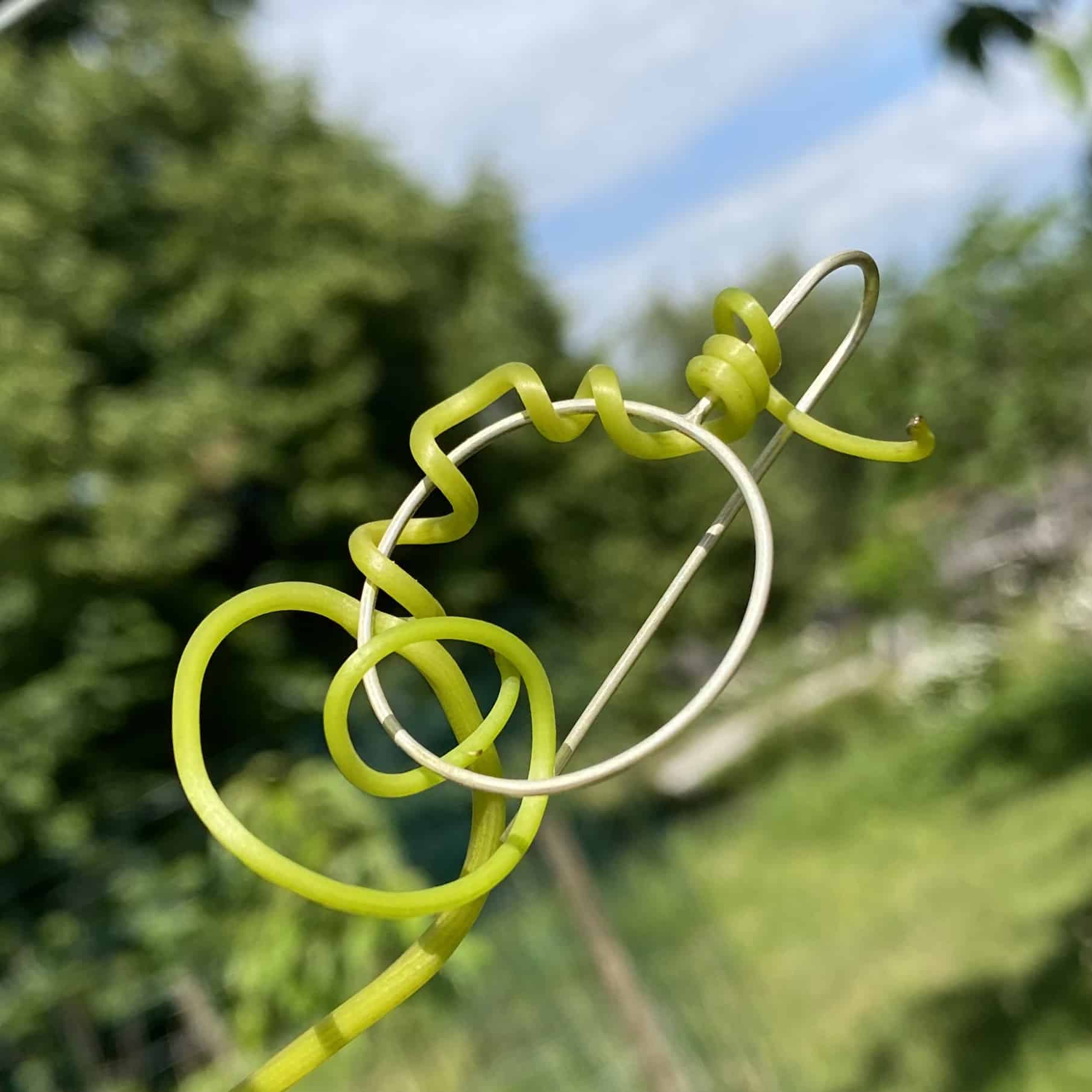 Les vrilles - Image 9